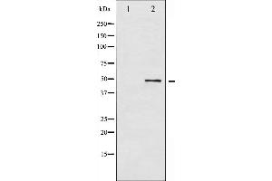 Western blot analysis of ATF2 phosphorylation expression in HeLa whole cell lysates,The lane on the left is treated with the antigen-specific peptide. (ATF2 Antikörper  (pThr53, pThr71))