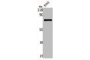 Western Blot analysis of K562 cells using GNL1 Polyclonal Antibody (GNL1 Antikörper  (N-Term))