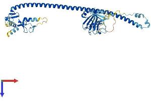 TRIM17 / RNF16 Protein (TRIM17) (AA 1-477) (His tag)