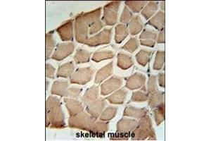 NL3 Antibody (N-term) (ABIN651514 and ABIN2840273) immunohistochemistry analysis in formalin fixed and raffin embedded human skeletal muscle followed by peroxidase conjugation of the secondary antibody and DAB staining. (NIPAL3 Antikörper  (N-Term))