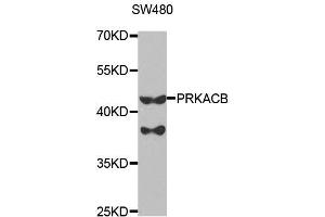 Western blot analysis of extracts of SW480 cells, using PRKACB antibody. (PRKACB Antikörper  (AA 1-351))