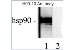 Western Blotting (WB) image for anti-Heat Shock Protein 90kDa alpha (Cytosolic), Class B Member 1 (HSP90AB1) antibody (ABIN263944) (HSP90AB1 Antikörper)
