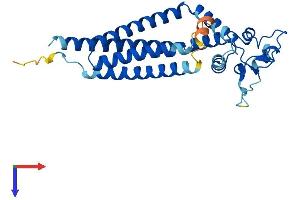 Tetraspanin 5 Protein (TSPAN5) (AA 1-268) (His tag)