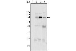 Western Blot showing SND1/P100 antibody used against Hela (1), Jukat (2), HepG2 (3) SMMC-7721 (4) cell lysate. (SND1 Antikörper  (AA 361-485))