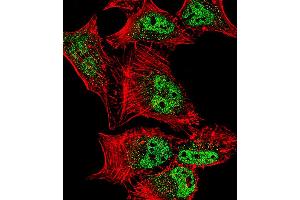 Fluorescent confocal image of Hela cell stained with MEF2C Antibody (S387). (MEF2C Antikörper  (AA 365-394))