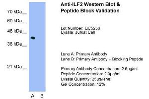 Host:  Rabbit  Target Name:  ILF2  Sample Type:  Jurkat  Lane A:  Primary Antibody  Lane B:  Primary Antibody + Blocking Peptide  Primary Antibody Concentration:  2. (ILF2 Antikörper  (C-Term))