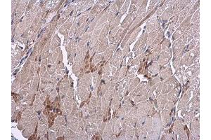 IHC-P Image VEGF antibody detects VEGF protein at cytoplasm in mouse muscle by immunohistochemical analysis. (VEGFA Antikörper  (C-Term))