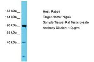 Image no. 1 for anti-Neuroligin 3 (NLGN3) (AA 178-227) antibody (ABIN6750317) (Neuroligin 3 Antikörper  (AA 178-227))