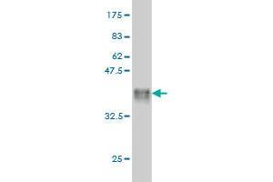 Western Blot detection against Immunogen (36. (MYBL2 Antikörper  (AA 601-700))