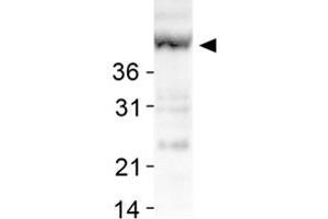 Western blot analysis of SIRT7 in human liver lysates with SIRT7 polyclonal antibody .