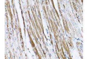 Immunohistochemistry of paraffin-embedded rat spleen using β-actin antibody. (beta Actin Antikörper)