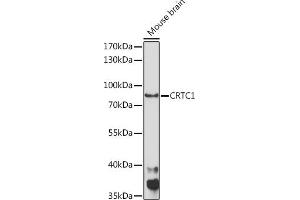 Western blot analysis of extracts of Mouse brain, using CRTC1 Rabbit pAb (ABIN7266518) at 1:1000 dilution. (CRTC1 Antikörper  (AA 1-200))
