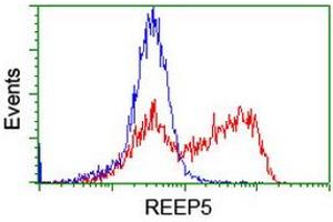 Image no. 8 for anti-Receptor Accessory Protein 5 (REEP5) antibody (ABIN1500659) (REEP5 Antikörper)