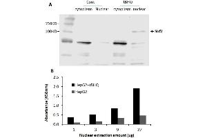 Transcription factor activity assay of NRF2 from nuclear extracts of HepG2 cells or HepG2 cells treated with tBHQ (90uM) for 24 hr. (NRF2 ELISA Kit)