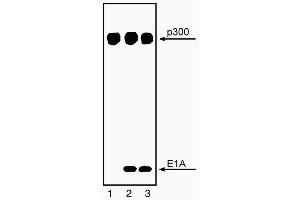 Immunoprecipitation of p300 and coprecipitation of E1A with NM11 (ABIN967440). (p300 Antikörper)