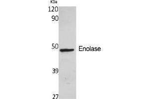 Western Blot analysis of various cells using Enolase Polyclonal Antibody diluted at 1:2000. (Enolase Antikörper  (AA 340-420))