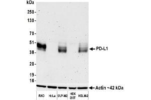 Western Blotting (WB) image for anti-CD274 (PD-L1) (AA 19-238) antibody (ABIN7453318)