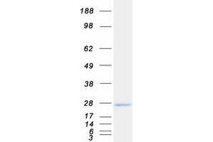 Western Blotting (WB) image for BCL2 Binding Component 3 (BBC3) (Transcript Variant 4) protein (Myc-DYKDDDDK Tag) (ABIN2730161)