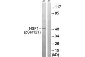 Western blot analysis of extracts from Jurkat cells treated with TNF 2500U/ML 30', using HSF1 (Phospho-Ser121) Antibody. (HSF1 Antikörper  (pSer121))