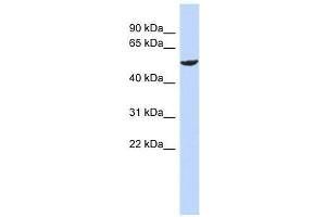 Western Blot showing ZNF154 antibody used at a concentration of 1-2 ug/ml to detect its target protein. (ZNF154 Antikörper  (N-Term))