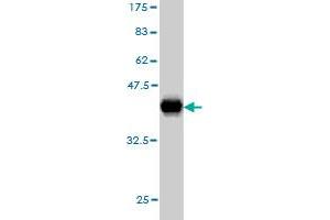 Western Blot detection against Immunogen (35. (TCF12 Antikörper  (AA 364-453))