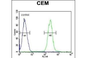 ATP6V0A4 Antibody (Center) (ABIN651562 and ABIN2840303) flow cytometric analysis of CEM cells (right histogram) compared to a negative control cell (left histogram). (ATP6V0A4 Antikörper  (AA 235-261))
