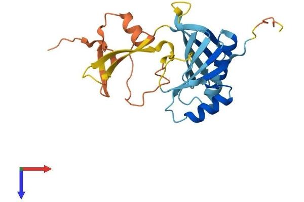 OAZ3 Protein (AA 1-235) (His tag)