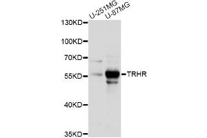 Western blot analysis of extracts of various cell lines, using TRHR antibody (ABIN6292313) at 1:1000 dilution.