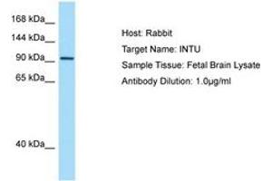 INTU antibody  (AA 816-865)