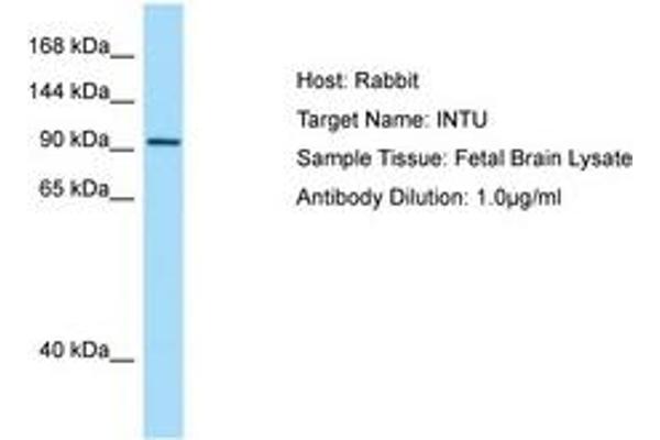 INTU antibody  (AA 816-865)