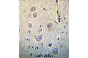ARHB Antibody immunohistochemistry analysis in formalin fixed and paraffin embedded human brain tissue followed by peroxidase conjugation of the secondary antibody and DAB staining.