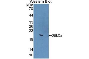 Detection of Recombinant IL22, Mouse using Polyclonal Antibody to Interleukin 22 (IL22) (IL-22 Antikörper  (AA 34-179))