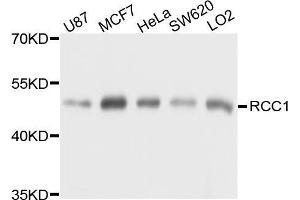 Western blot analysis of extracts of various cell lines, using RCC1 antibody (ABIN5973761) at 1/1000 dilution. (RCC1 Antikörper)