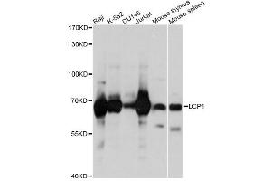 Western blot analysis of extracts of various cell lines, using LCP1 antibody (ABIN1876741) at 1:1000 dilution. (LCP1 Antikörper)