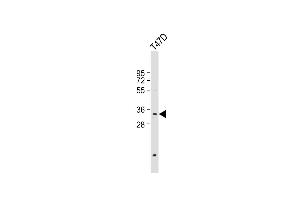 Anti-PSMB11 Antibody (C-term) at 1:1000 dilution + T47D whole cell lysate Lysates/proteins at 20 μg per lane.