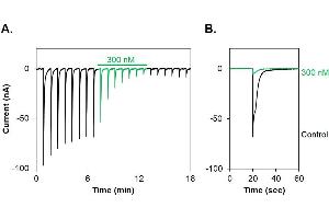α-Conotoxin GI-ATTO647N inhibits muscle (α1/β1/δ/γ) nAChR channels expressed in Xenopus oocytes. (alpha-conotoxin GI peptide (Atto 647N))