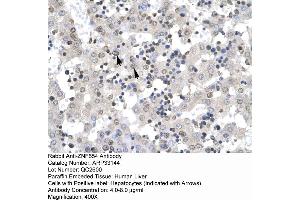 Human Liver (ZNF654 Antikörper  (Middle Region))