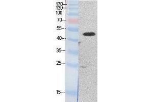 anti-Eukaryotic Translation Elongation Factor 1 Alpha1/Alpha2 (EF-1 Alpha1/2) (Internal Region) antibody