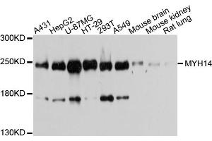 Western blot analysis of extracts of various cell lines, using MYH14 antibody (ABIN5971904) at 1/1000 dilution. (Myosin Antikörper)