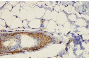 Immunohistochemistry of paraffin-embedded Rat skin using CD44 Polycloanl Antibody at dilution of 1:200 (CD44 Antikörper)