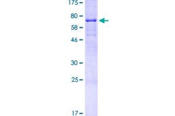 CD44 Protein (CD44) (AA 1-361) (GST tag)