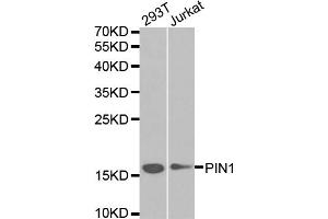 Western blot analysis of extracts of various cell lines, using PIN1 antibody. (PIN1 Antikörper)