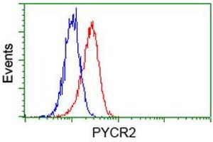 Image no. 2 for anti-Pyrroline-5-Carboxylate Reductase Family, Member 2 (PYCR2) antibody (ABIN1499982) (PYCR2 Antikörper)