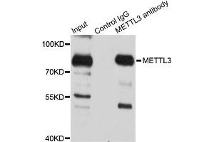 Immunoprecipitation analysis of 150 μg extracts of 293T cells using 3 μg METTL3 antibody (ABIN5974672). (METTL3 Antikörper)