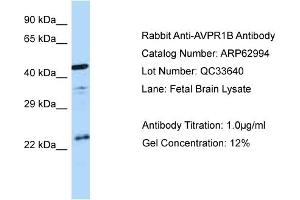 Western Blotting (WB) image for anti-Arginine Vasopressin Receptor 1B (AVPR1B) (C-Term) antibody (ABIN2774358) (AVPR1B Antikörper  (C-Term))
