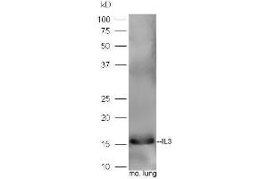Mouse lung lysates probed with Rabbit Anti-IL-3 Polyclonal Antibody, Unconjugated  at 1:5000 for 90 min at 37˚C. (IL-3 Antikörper  (AA 101-166))