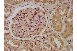 IHC image of ABIN7166320 diluted at 1:200 and staining in paraffin-embedded human kidney tissue performed on a Leica BondTM system. (WNT9B Antikörper  (AA 213-324))