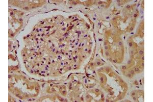 IHC image of ABIN7166320 diluted at 1:200 and staining in paraffin-embedded human kidney tissue performed on a Leica BondTM system.