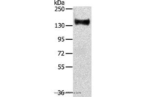 Western blot analysis of Mouse brain tissue, using RASAL2 Polyclonal Antibody at dilution of 1:350 (RASAL2 Antikörper)