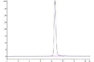 The purity of Cynomolgus IL-10 R alpha is greater than 95 % as determined by SEC-HPLC. (IL-10RA Protein (AA 22-233) (His tag))